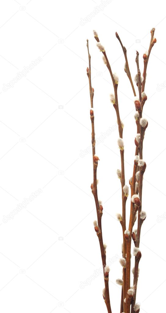 Twigs of willow with catkins