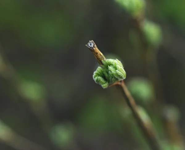 Spring bud. Composition of nature. — Stock Photo, Image