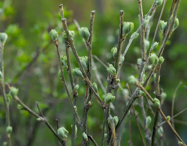 stock image Spring bud. Composition of nature.