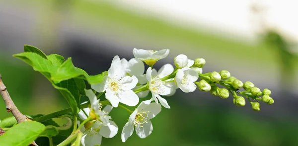 Ramo di fiori di mela con fiori bianchi — Foto Stock