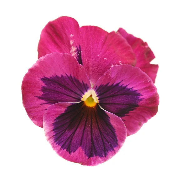 Violets over white background — Stock Photo, Image