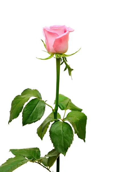 Pink rose on a long stalk. on a white background — Stock Photo, Image
