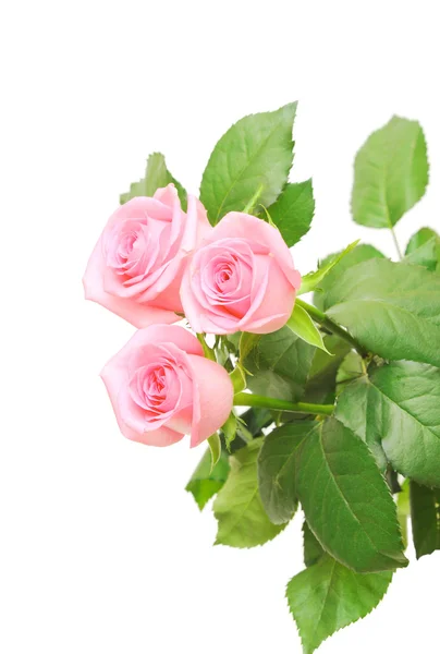 Квітка рожевих троянд на білому тлі — стокове фото