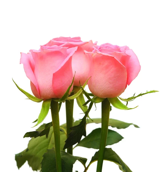 在白色背景上的粉红色玫瑰之花 — 图库照片