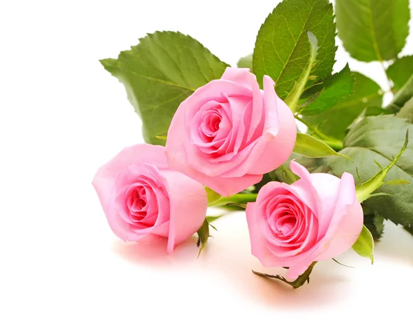 在白色背景上的粉红色玫瑰之花 — 图库照片