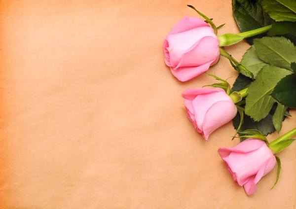Цветок розовых роз на старой бумаге — стоковое фото