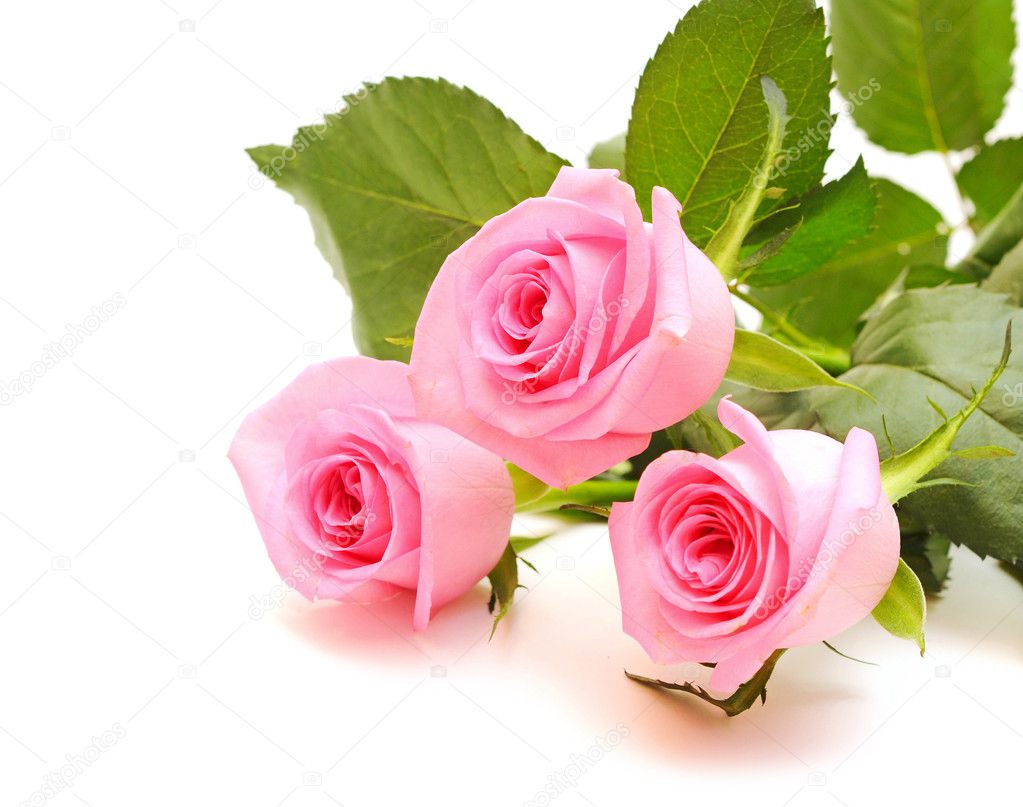 Flower of pink roses on white background — Stock Photo © inxti74 #5762865