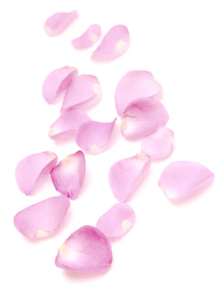 Frontera de pétalos de rosa —  Fotos de Stock