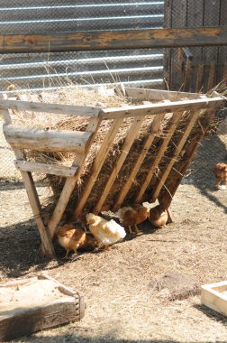 A group of pasture raised chickens peck for feed on the ground clipart