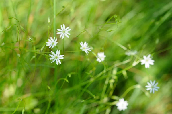 Flor branca no fundo verde — Fotografia de Stock