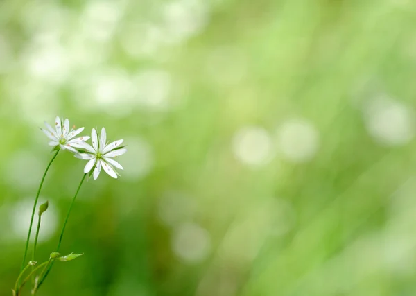 stock image White flower on green background