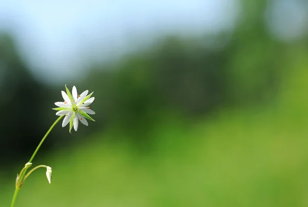 Bílá květina na zeleném pozadí — Stock fotografie