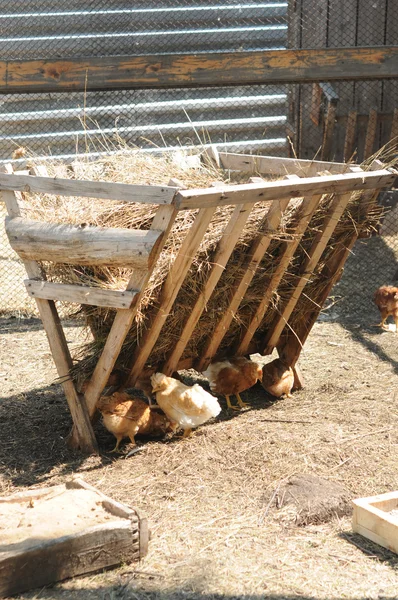 一群放养的小鸡啄食地面上的食物 — 图库照片