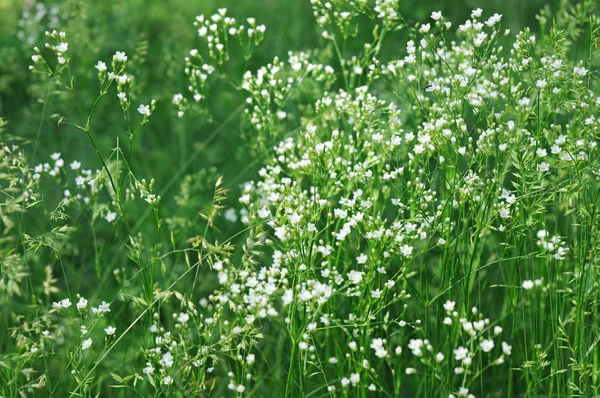 White flowers on green background — Stock Photo, Image