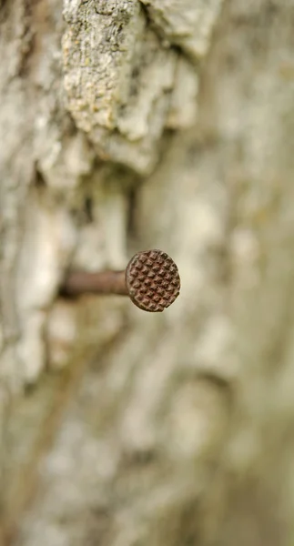 Old nail in wood — Stock Photo, Image