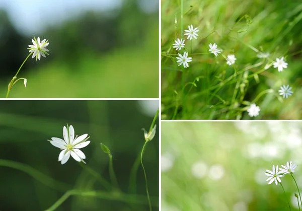 Fehér virág zöld háttér — Stock Fotó