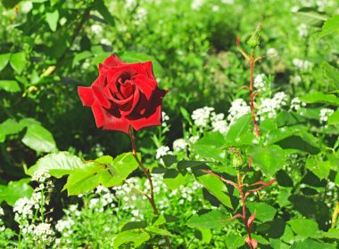 Beautiful red rose, outdoot, nature clipart