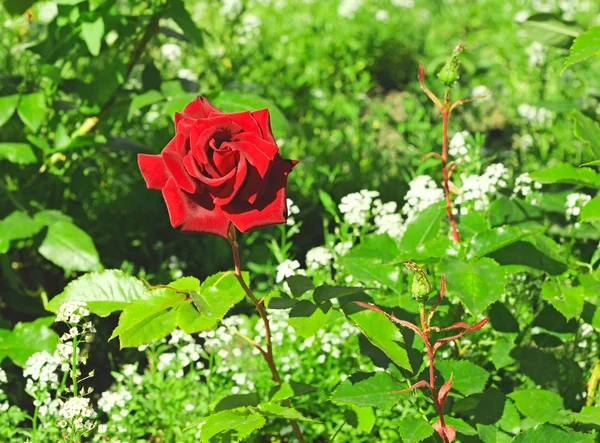 Rosa vermelha bonita, outdoot, natureza — Fotografia de Stock