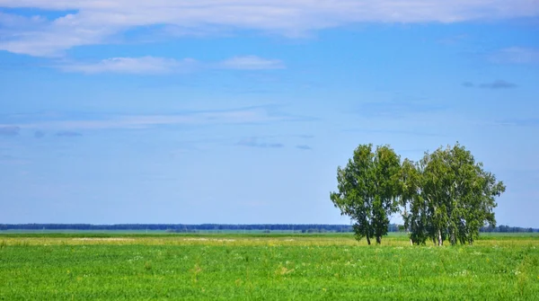 Grüne Graslandschaft mit Wolken im Hintergrund — Stockfoto