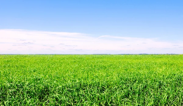 Hintergrund von bewölktem Himmel und Gras — Stockfoto