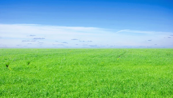 Hintergrund von bewölktem Himmel und Gras — Stockfoto