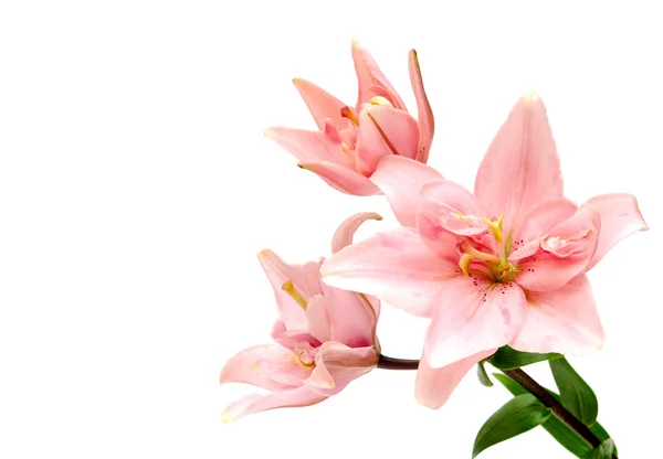 Mooie lily bloem over Wit — Stockfoto