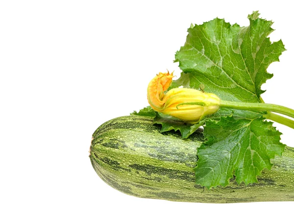 Frische Zucchini-Früchte mit grünen Blättern und Blüten isoliert auf — Stockfoto