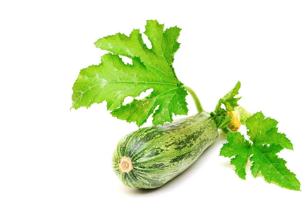 Färsk zucchini frukter med gröna blad och blomma — Stockfoto