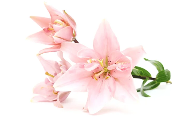 Pink lilies isolated on white background — Stock Photo, Image