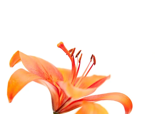 Оранжевые лилии на белом фоне — стоковое фото