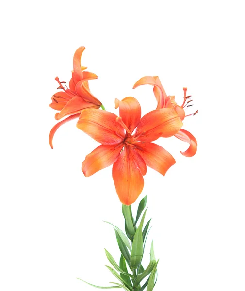 Orange lilies isolated on white background — ストック写真