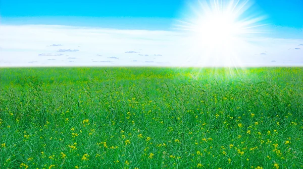 Pole trawa, Błękitne niebo i słońce — Zdjęcie stockowe