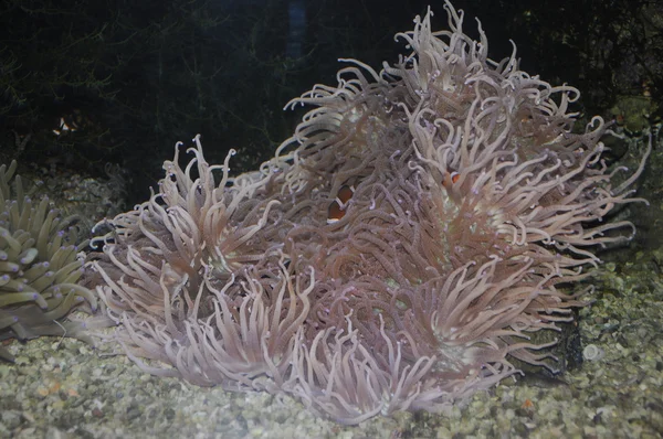 stock image A clown anemonefish in colorful anemone