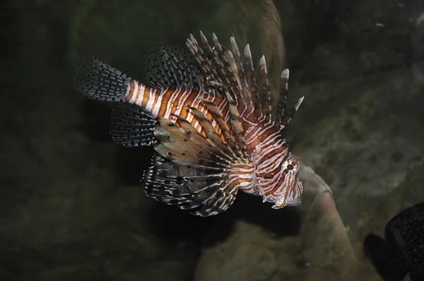 Фото красивої строкатої риби в акваріумі — стокове фото