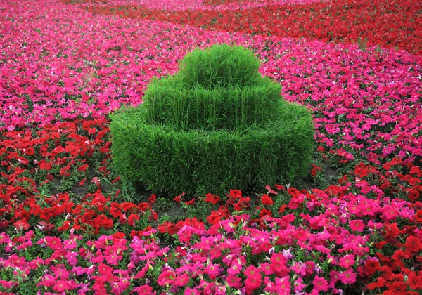 정원에서 꽃. — 스톡 사진