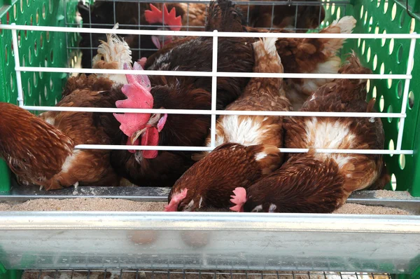 Caged chickens — Stock Photo, Image