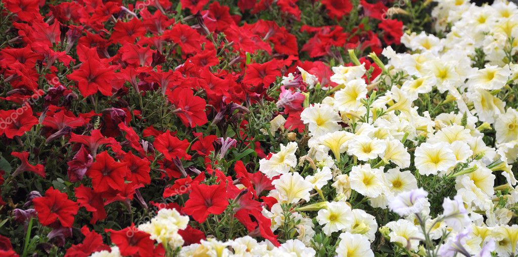 Fleur Rouge Et Blanche Dans Le Jardin Photographie