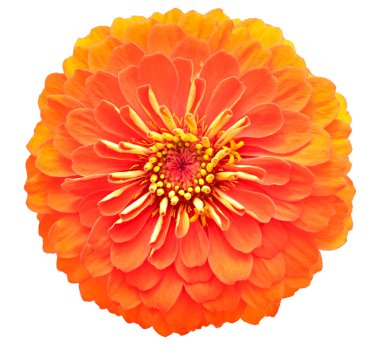 Zinnia elegans