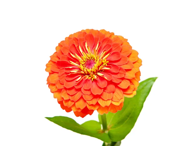 Blume der Zinnien — Stockfoto