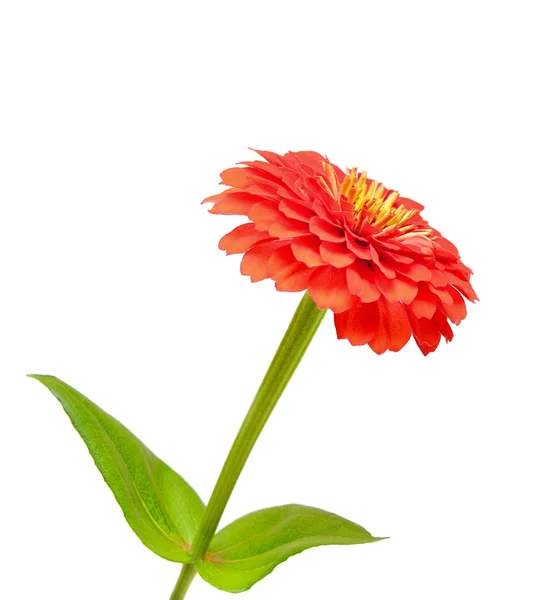 Květ cínie — Stock fotografie