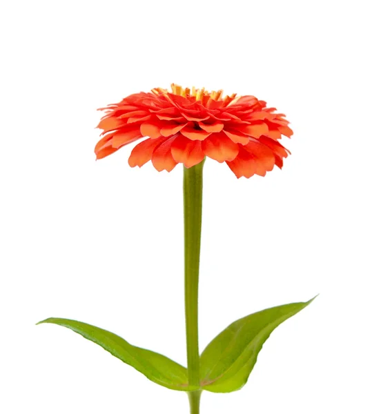 Kwiat Cynia — Zdjęcie stockowe