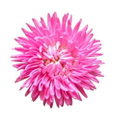 Single aster flower head isolated on white clipart