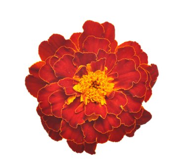 Marigold flower on a white background clipart