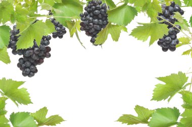 Fresh grapevine frame with black grapes, isolated on white background clipart