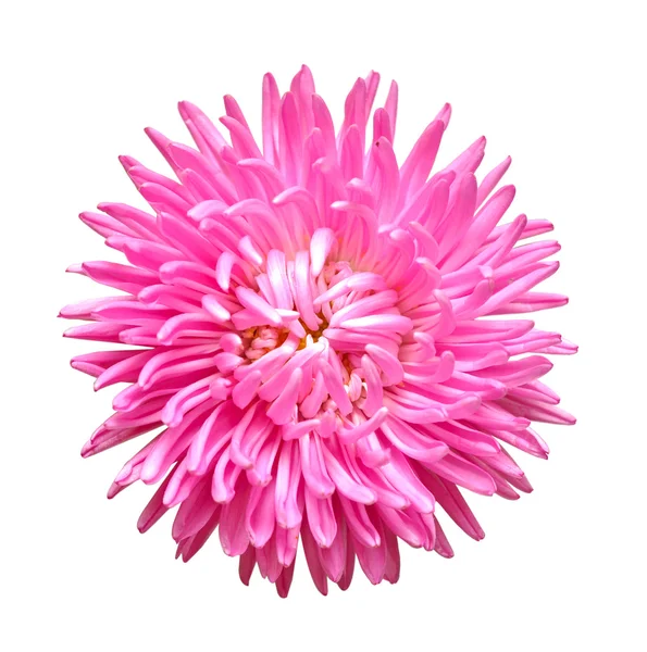 One aster flower head isolated on white — стоковое фото