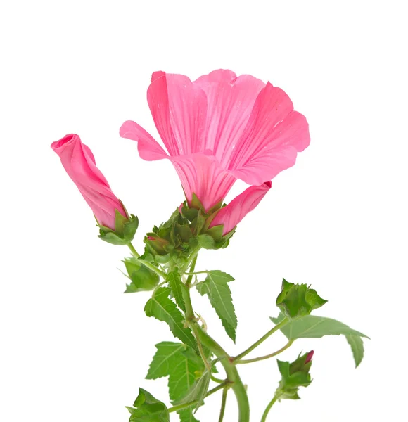 Розовые сгустки цветов на белом фоне — стоковое фото