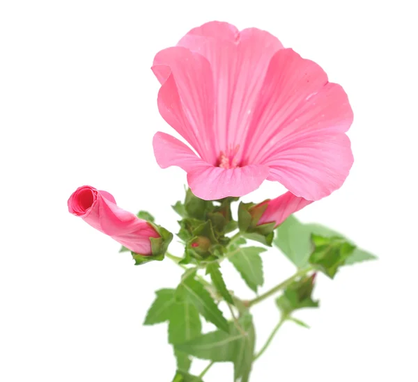 白地にピンクのヒルガオの花 — ストック写真