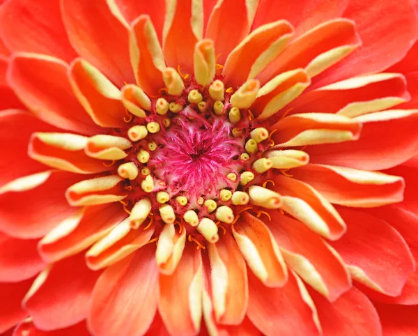 Крупним планом червоні цинія елегантні квіти — стокове фото
