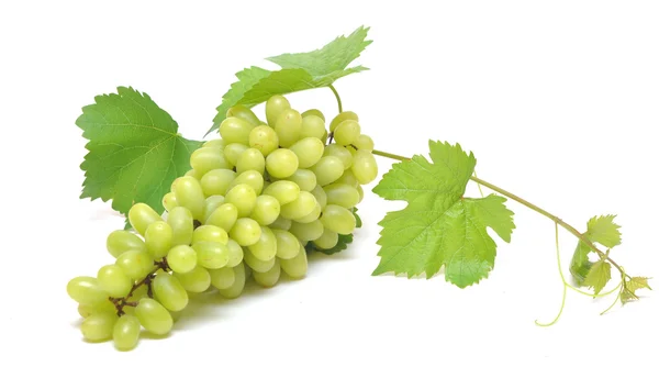 Bando de uvas e folhas frescas — Fotografia de Stock