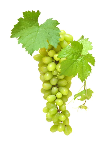 Ramo de uvas frescas y hojas —  Fotos de Stock